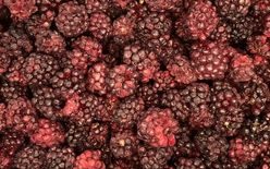 Lyophilised whole blackberries - 1000 g