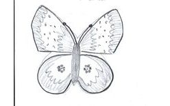 Kiszúró forma  - Pillangó 2