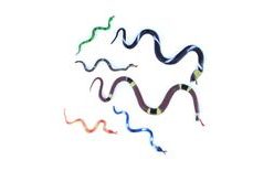 Snake Mix - 6 pcs - Halloween