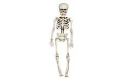 Csontváz - Felakasztható csontváz 40 cm - Halloween
