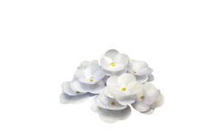 White Wafer Camellia