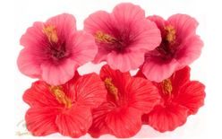 Pink & Red Hibiscus Flowers (Box)
