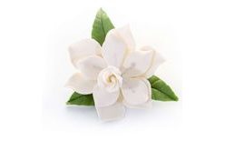 Bouquet of Gardenias – Sugar Cake Decoration