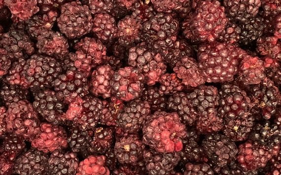 LYOPHILISED WHOLE BLACKBERRIES - 50 G