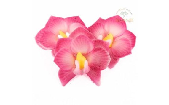 ORCHIDEA S RUŽOVÝM OKRAJOM 10 G