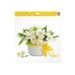 WINDOW FILM 6867 FLOWERS 30X33.5 CM - WALL STICKERS - HOMEWARE