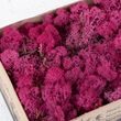 Dekorativní Sobí mech Naturel Erica 500 g - sytě růžová