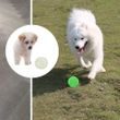 Svítící míček pro psy
