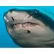 Brainstorm Ruční foto projektor - Žraloci