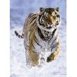 Tiger na snehu 500d