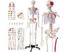 Tectake 400963 Anatomický model ľudský kostra 180 cm so svalom a označením kostí - biela biela PVC