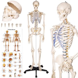 Tectake 400502 Anatomický model ľudský kostra 180 cm - biela biela PVC