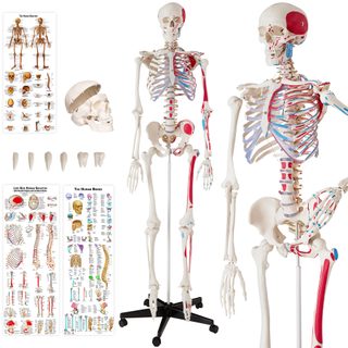tectake 400963 anatomický model lidská kostra 180cm s označením svalů a kostí - bílá bílá PVC