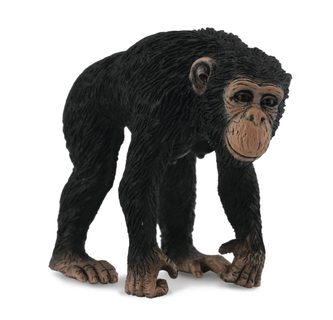 Šimpanz - samice