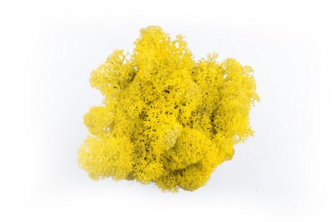 Dekorativní Sobí mech Naturel Yellow 500 g - žlutý