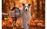 Veselý Halloween! Psí koleda s novým pamlskovým boxem Marp 🎃