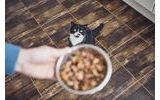 Jak vybrat kvalitní krmivo pro kočky?