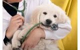 Pořizujeme si psa "Veterinární minimum"