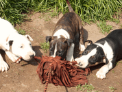 BAFPET KOŽENÁ SLEPICE - HRAČKY PRO PSY