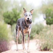 KONG HRAČKA EXTREME GUMA L ČERNÁ - HRAČKY PRO PSY