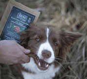 FARM COMPANY PIU BUONO PAMLSKY PRO PSY SE ŠPENÁTEM 80G - PAMLSKY PRO PSY