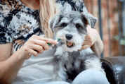 VET'S BEST KARTÁČEK NA ZUBY SE 3 HLAVICEMI - HYGIENA