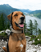 BAFPET OBOJEK HERRY, OBŠITÝ, ČERNÉ KOVÁNÍ - ŠEDÁ - OBOJKY PRO PSY