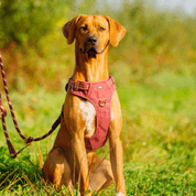 NOBBY POSTROJ SPORTY S-M ČERVENÁ SLEVA 20% VÝPRODEJ - POSTROJE PRO PSY