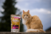 MARP HOLISTIC TURKEY CAT - KRŮTÍ BEZ OBILOVIN PRO KOČKY 0,5KG - GRANULE PRO KOČKY