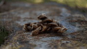 MARP TREATS BUFFALO BRAIDED STICK - SUŠENÝ ZAPLETENÝ PENIS 150G - PAMLSKY PRO PSY