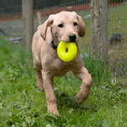 RUFF DAWG NEZNIČITELNÁ HRAČKA PRO PSY DONUT 11,5CM PRO STŘEDNÍ A VELKÉ PSY NAD 18 KG - HRAČKY PRO PSY