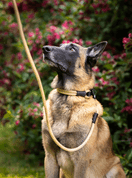 AMINELA FERRATA LANOVÝ OBOJEK - BÉŽOVÁ - OBOJKY PRO PSY