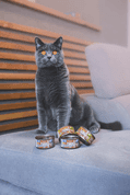 MARP HOLISTIC PLUS KONZERVA PRO KOČKY – TUŇÁKOVÉ PATÉ S KREVETAMI 24X70G - KONZERVY PRO KOČKY