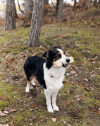 APORTOVACÍ ČINKA, DŘEVĚNÁ - PŘÍRODNÍ - HRAČKY PRO PSY