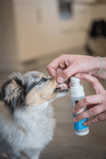 AMINELA CLEAN DENTÁLNÍ SPREJ PRO PSY A KOČKY 100ML - HYGIENA