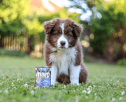 MARP VARIETY SINGLE TUŇÁK KONZERVA PRO PSY 6X400G - KONZERVY PRO PSY