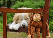 MULTIPET SWINGIN SAFARI OPICE PLYŠ 48 CM - HRAČKY PRO PSY