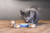 MARP HOLISTIC PLUS KONZERVA PRO KOČKY – TUŇÁKOVÉ PATÉ SE SARDINKAMI 24X70G - KONZERVY PRO KOČKY