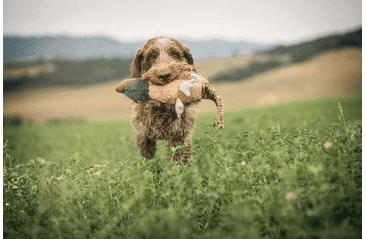 MULTIPET MIGRATORS BAŽANT PLYŠ SPEC. ZVUK 52 CM