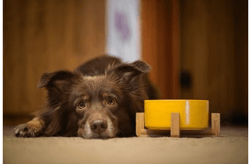 AMINELA KERAMICKÁ MISKA V DŘEVĚNÉM STOJANU - ŽLUTÁ 750ML