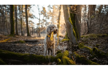 BAFPET OBOJEK HERRY, OBŠITÝ, ČERNÉ KOVÁNÍ - ŽLUTÁ