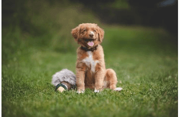 MULTIPET MIGRATORS DIVOKÁ KACHNA PLYŠ 38 CM