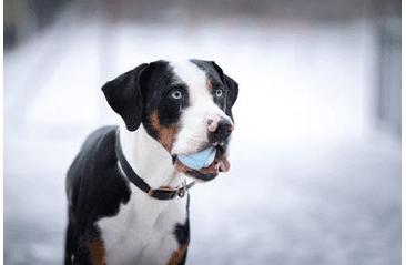 AMARAGO ECO FRIENDLY HRAČKA PRO PSY MÍČ MODRÝ, 8CM/105G