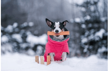 MARP HOLISTIC - KOLAGENOVÁ TYČINKA S KRŮTOU