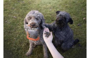 MARP VARIETY - KACHNÍ PAMLSKY PRO PSY 120G