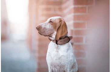 BAFPET OBOJEK HERRY, OBŠITÝ, ČERNÉ KOVÁNÍ - RŮŽOVÁ