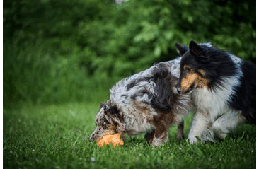 MULTIPET ORIGAMI PALS CHROCHTAJÍCÍ PRASE LATEX 20,5 CM