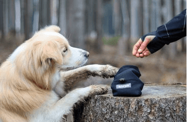 AMINELA PAMLSKOVNÍK ČERNÝ