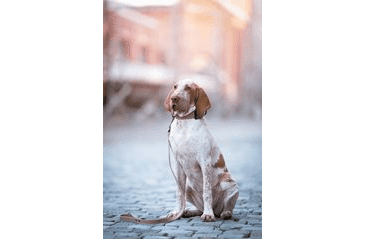 BAFPET KOŽENÉ VODÍTKO HERRY, ČERNÉ KOVÁNÍ - RŮŽOVÁ