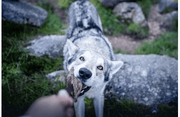 KOŽENÝ PEŠEK LEDER - HNĚDÁ